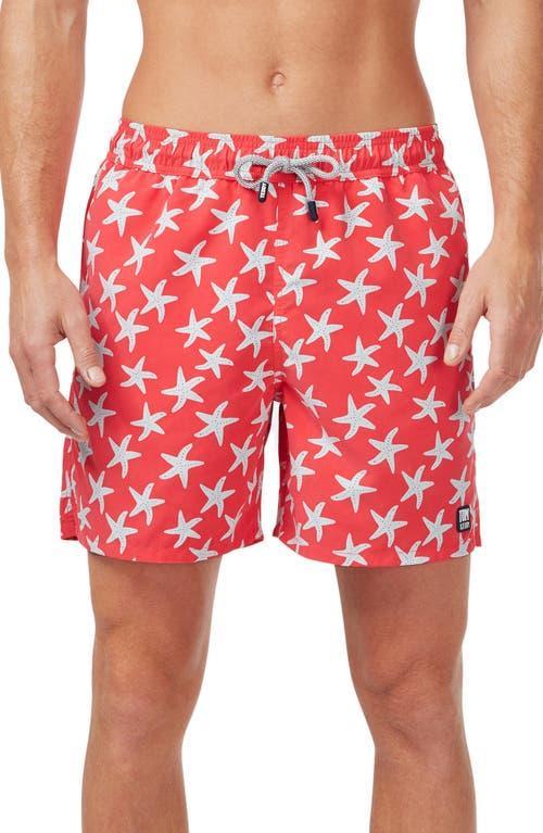 Tom & Teddy Starfish Swim Trunks Product Image