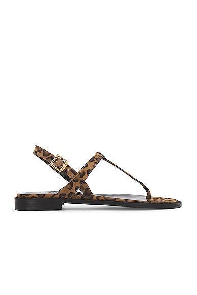 Manolo Blahnik Hata Suede Sandal in Brown Product Image